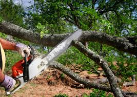 Reliable Marianna, FL Tree Services Solutions