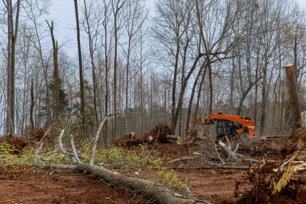 Best Hazardous Tree Removal  in Marianna, FL